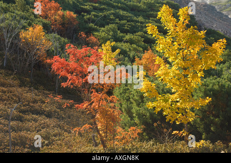 Bäume im Herbst, Akan-Nationalpark, Hokkaido, Japan Stockfoto