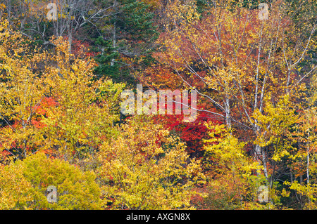 Wald im Herbst, Daisetsuzan Nationalpark, Hokkaido, Japan Stockfoto