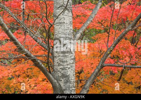 Baum im Herbst, Daisetsuzan Nationalpark, Hokkaido, Japan Stockfoto