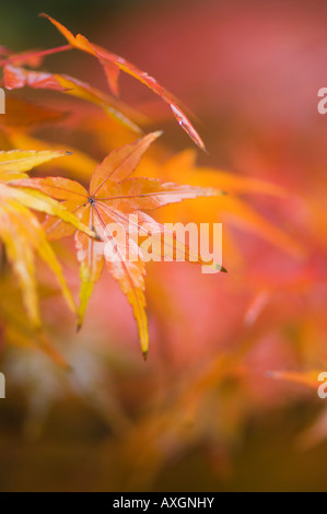 Herbstlaub, Kyoto, Kansai, Honshu, Japan Stockfoto