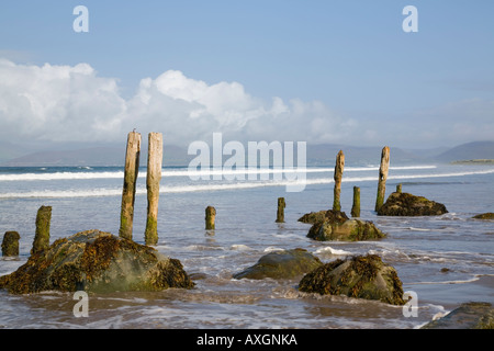 Holzpfosten und Steinen auf nassen Sand auf leeren Strand von Ross Strang Rossbeigh Co Kerry Irland Irland Europa Stockfoto