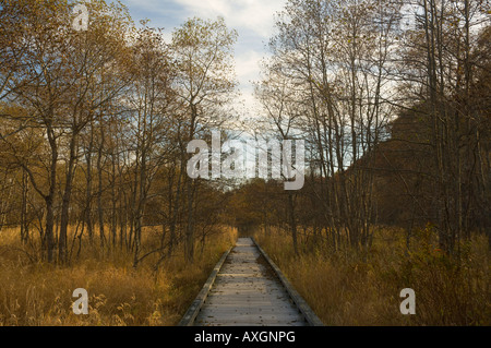 Boardwalk durch Marsh, Kushiro Shitsugen Nationalpark, Hokkaido, Japan Stockfoto