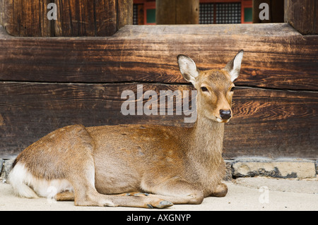 Porträt von Hirsch, Nara, Japan Stockfoto