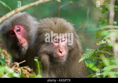 Yakushima Makaken, Yakushima, Kyushu, Japan Stockfoto