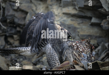 Saker Falcon-Falco Cherrug Fütterung auf Fasan auf Felsvorsprung im Schieferbergwerk Stockfoto