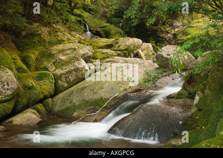 Bach im Wald, Yakushima, Kyushu, Japan Stockfoto