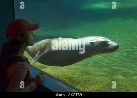 Frau, die ein Seelöwe im aquarium Stockfoto