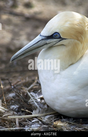 Basstölpel auf Nest sitzen Stockfoto