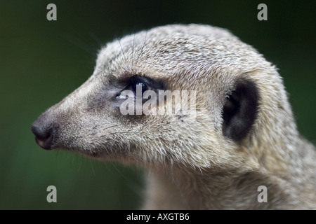 Porträt von schlanken tailed suricate Stockfoto