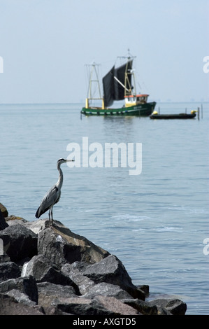 Reiher stehen auf Felsen Stockfoto