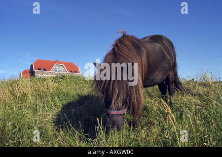 Pony Weiden Rasen Stockfoto