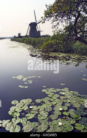 Windmühlen auf eine Canalside in Niederlande Stockfoto