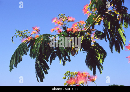 Silktree Albizia Julibrissin Stockfoto