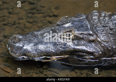 Nahaufnahme des Kopfes der Kaiman Stockfoto