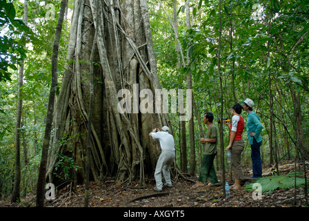 Besucher beobachten Koboldmaki in Ficus Baum Tangkoko Duasudara Tangkoko Naturreservat Nord-Sulawesi Indonesien Stockfoto