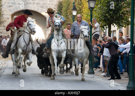 Camargue-Reiter mit Stieren Aigues-Mortes, Provence, Frankreich. Stockfoto
