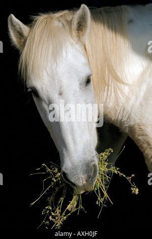 Camargue Pony. Provence France.Natural Geschichte. Tierwelt. Stockfoto