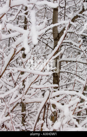 NEUER SCHNEE SAMMELT SICH AUF ÄSTE IM NORDEN VON MINNESOTA Stockfoto