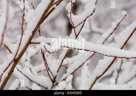 NEUER SCHNEE SAMMELT SICH AUF ÄSTE IM NORDEN VON MINNESOTA Stockfoto
