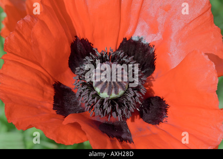 Nahaufnahme der roten orientalischen Mohnblume (Papaver orientale), die im Garten wächst. Stockfoto