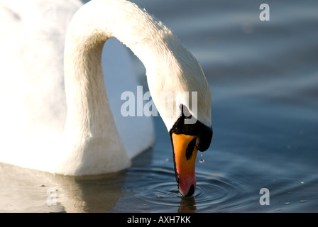 Erwachsene männliche Maiskolben und weiblichen Stift Höckerschwan Fütterung Stockfoto