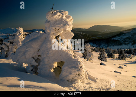 Schneebedeckte Pinien in der Türkei Aladag Bolu. Stockfoto