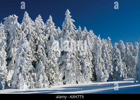 Schneebedeckte Kiefernwald in der Türkei Aladag Bolu. Stockfoto