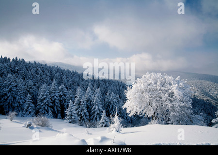 Malerische Aussicht auf Schnee bedeckt Kiefernwald, Aladag Bolu Türkei. Stockfoto