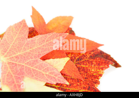 Sammlung von Herbstlaub auf weißem Hintergrund Stockfoto
