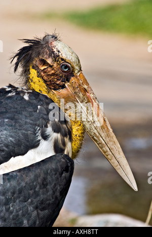 Marabu in seiner Umgebung. Stockfoto