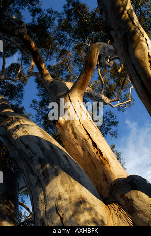 Hoch aufragende Gum Baumstämme in der späten Nachmittagssonne. Guildford, Western Australia, Australia Stockfoto