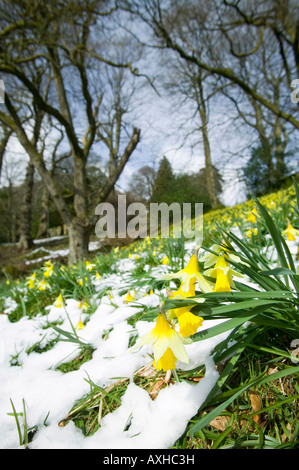 Doras Feld, Rydal, Seenplatte, von William Wordsworth für seine Schwester und voller wilder Narzissen im Frühjahr gekauft Stockfoto