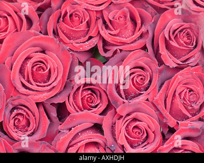 rote Rosen für das gesamte Bild Stockfoto