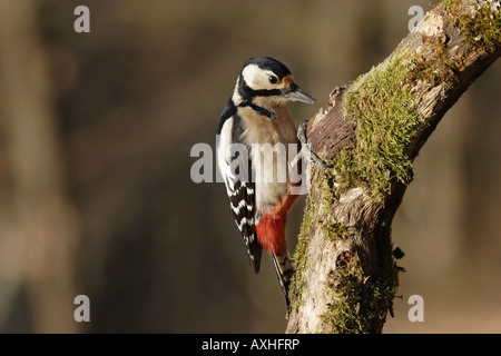 Buntspecht Dendrocopos großen Weibchen weibliche Specht Specht entdeckt Stockfoto