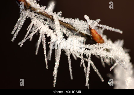 DEU Deutschland Winter Tag gefrorene Pflanzen und Gegenstände Raureif Eiskristalle Stockfoto