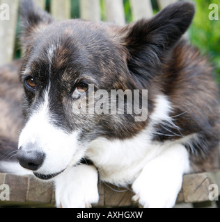 Porträt der Welsh Corgi Cardigan auf einem Stuhl im Garten flachen DOF Fokus auf den Kopf.  Hund ist im Besitz von Fotografen. Stockfoto