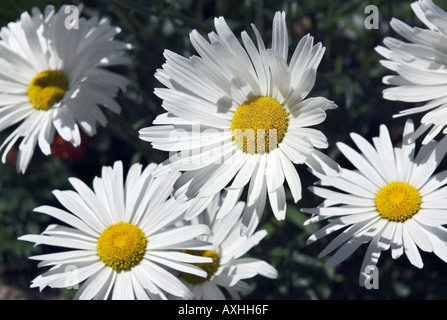Blumen-Gänseblümchen Stockfoto