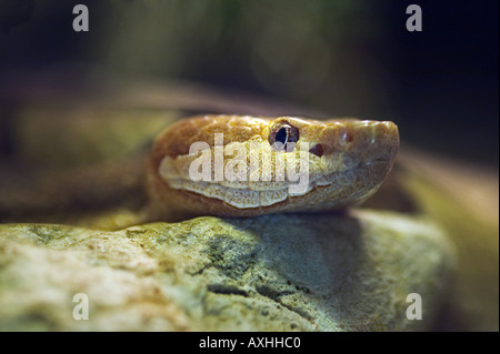 südlichen Copperhead Schlange Stockfoto