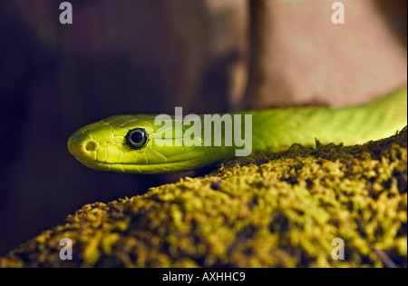 grüne mamba Stockfoto