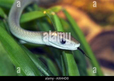 schwarze mamba Stockfoto