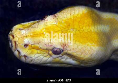 Königliche Python Constrictor im Wasser Stockfoto