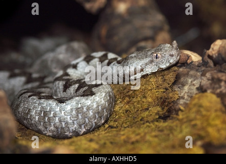 gehörnte Nase viper Stockfoto