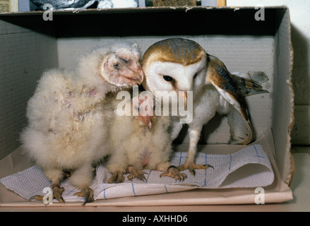 Weibliche Schleiereule mit drei Chicks(Tyto alba) Stockfoto