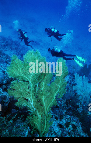 drei Scubadivers Schwimmen unter einem großen Gorgonien Stockfoto