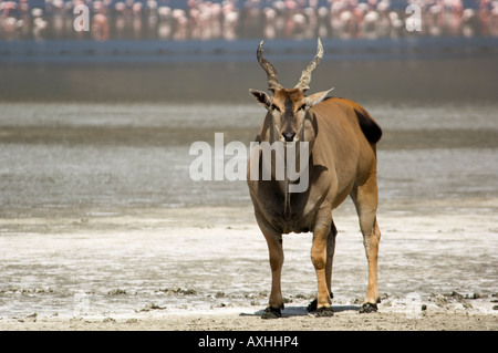 Tansania-Ngorongoro Krater gemeinsame Eland Tauro Oryx am Lake Magadi Stockfoto