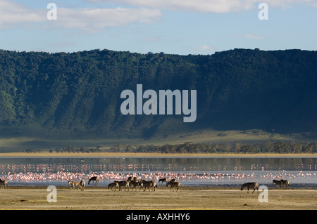 Tansania-Ngorongoro Krater gemeinsame Zebra Equus burchellii Stockfoto