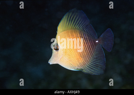 Juvenile Doktorfisch Zebrasoma Skopas Stockfoto