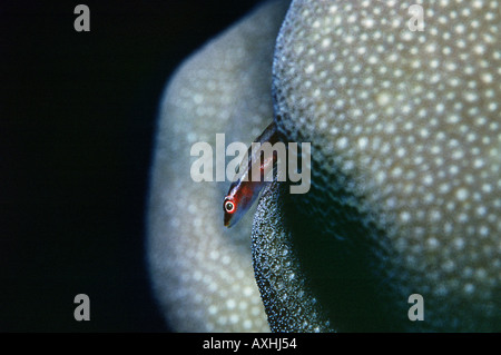 sehr kleiner Fisch ruht auf Steinkorallen Stockfoto