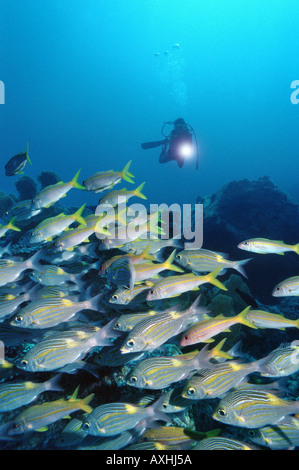 Scubadiver wirft ein Licht auf der Untiefe des Gelbflossen-Goatfishes und glowfishes Stockfoto