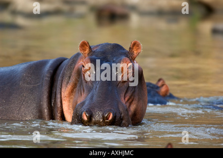 Gemeinsamen Nilpferd Hippopotamus Amphibius Ruaha Nationalpark Tansania Stockfoto